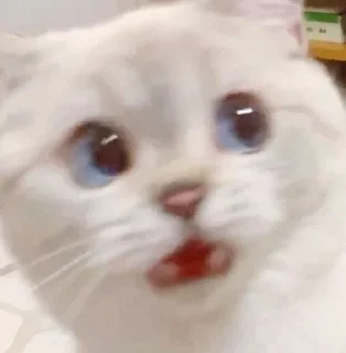 🐱