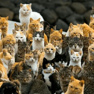 😺