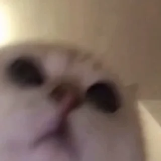 🐈‍⬛️