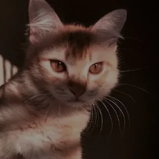 🤎