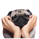 Meet The Pugs ( @Perkovec )