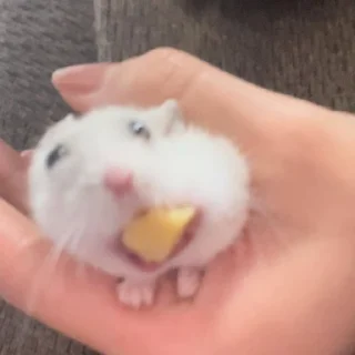 🐹
