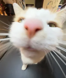 👃
