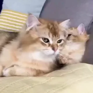 🐈