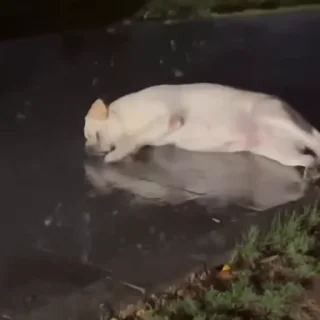 🐩