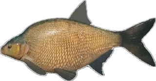 🐠