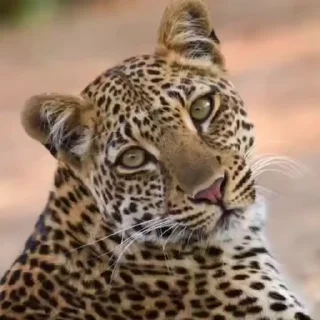 🤩
