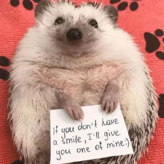 🦔