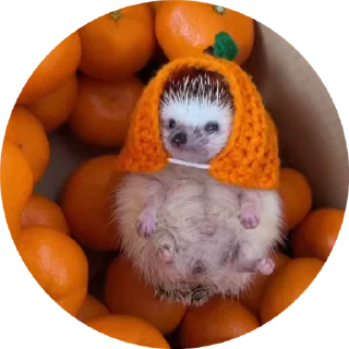 Hedgehog @stickersb2b