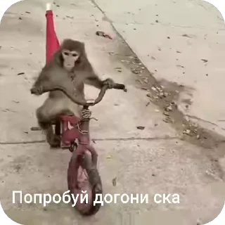 🚲