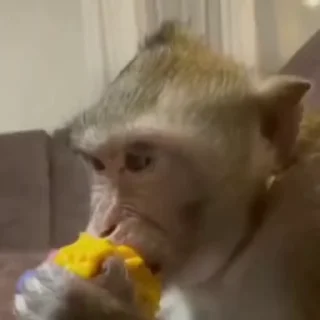🐵