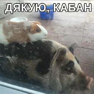 🐗