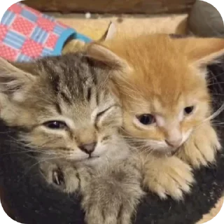 |Cat♥|@stickerslovez
