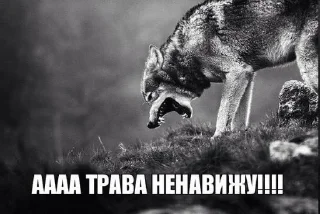 🐺