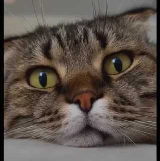 🤩