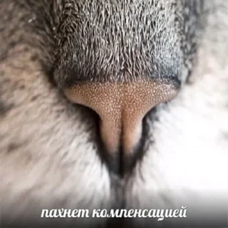 👃