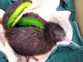 🥝