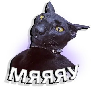 😼