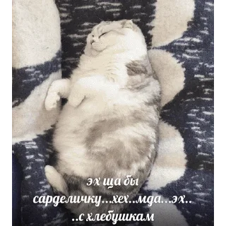 😺