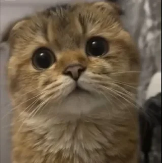 🤩
