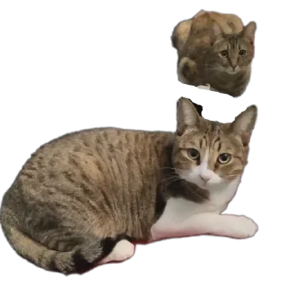 🐱