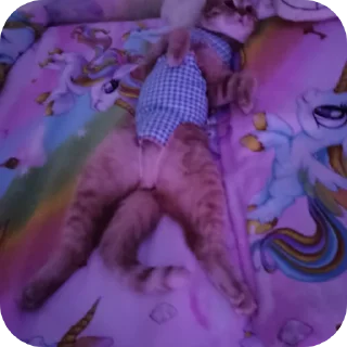 🍖
