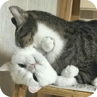 🐱
