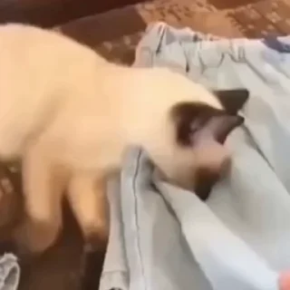 🐈