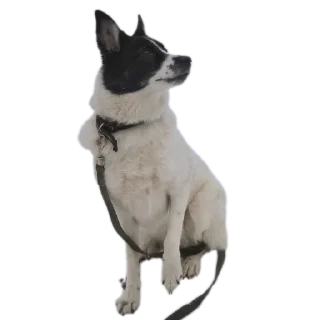 🐶