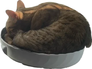 😴