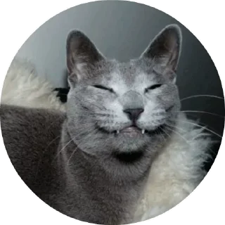 😾