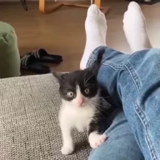 😽