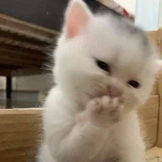 🐈
