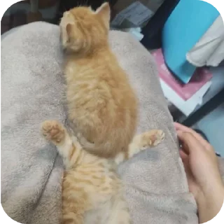 🐱