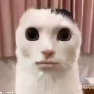 🫢