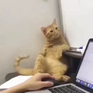 🐈