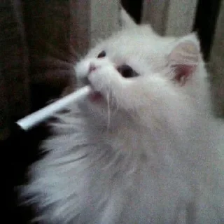 🚬