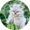 🐱