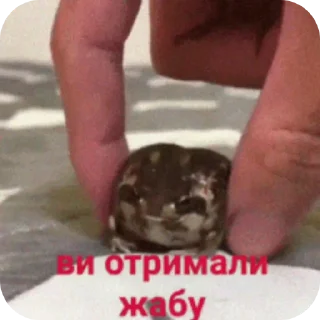 ✋