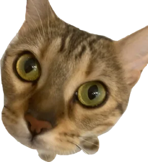 шиз