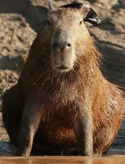 🐗