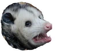 Possum style