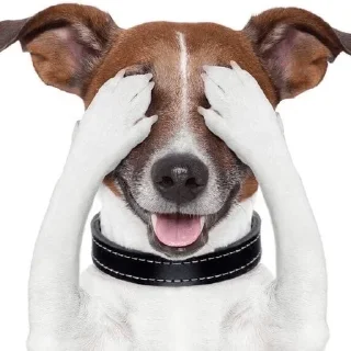 🙈