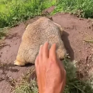 🦫