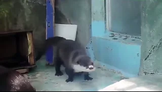 💃