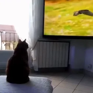 🐈