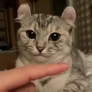😾