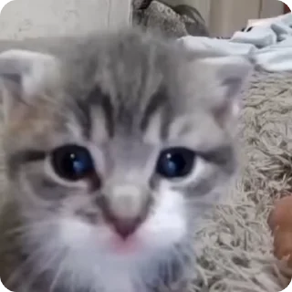 😶