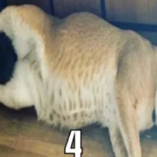 🥱
