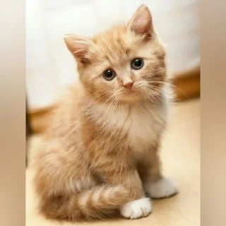 🐈